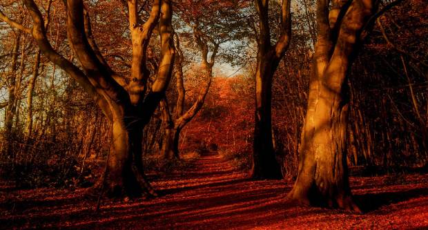 Autumn Colours at Stanmer Park, Brighton - Credit Light Trick Photography 